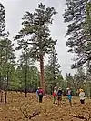 Tusayan Lookout Tree