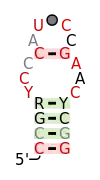 A consensus secondary structure and primary sequence for the twist-up RNA motif.