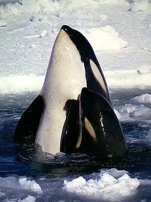 Killer whale mother and calf extending their bodies above the water surface, from pectoral fins forward, with ice pack in background