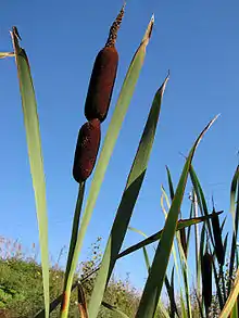 Greater reedmace