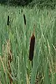 Typha latifolia