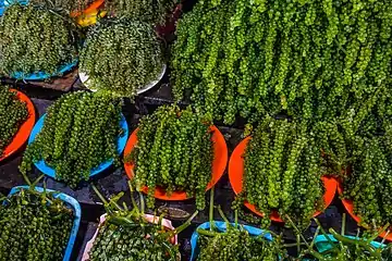 Sea grapes (Caulerpa lentillifera) were originally cultivated in the Philippines. They are usually eaten raw with vinegar, as a snack or in a salad.