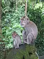 Mother and child in the Ubud Monkey Forest.