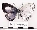 U. p. placidula