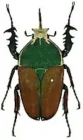 Mecynorhina ugandensis var. simplex Tesař