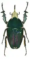 Mecynorhina ugandensis machulkai var. maculipennis Allard (in litteris)