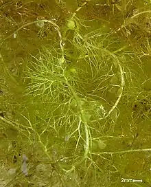 Bladderwort (Utricularia) with leaves and traps