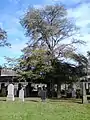 'Concavaefolia', East Preston Street Cemetery, Edinburgh, October 2016 (after upper right ascending branch removed because of DED infection)