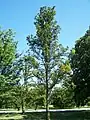 Young Dampier Elm at Morton Arboretum, 2007