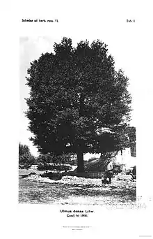 Tree labelled U. densa Litv. (for comparison)