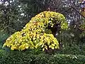 Camperdown in autumn, Royal Botanical Garden, Madrid