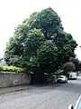 A dense quasi-globose field elm cultivar in Boswall Rd, Edinburgh, with leaves resembling those of the Hortus Nymphenburg specimen, Munich (see External links)