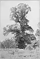 English Elm, 1904