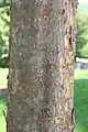 Bark