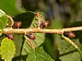 Axil buds and fawn-coloured twigs