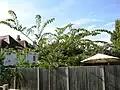 10-year-old tree, Portchester, England