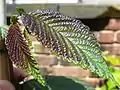 Emergent leaves with dark red colouration