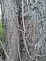 'Major' bark and corky bole-shoots