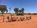 Camel farm in Uluru