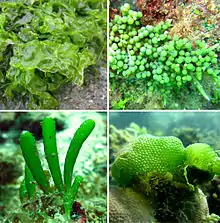 diversity of Ulvophyceae