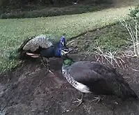 Blue peafowls at Umdoni Bird Sanctuary.