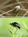 Two species of unidentified beeflies from Coimbatore, Tamil Nadu, India.