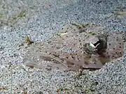 A platycephalid buried in the sand (Komodo, Indonesia)