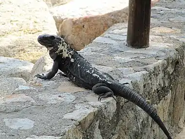 A female from the Huatulco Coast area of Oaxaca, Mexico (29 December 2010)