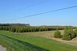 Christmas tree farm south of Potsdam