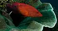 Coral grouper in Raja Ampat, 2014