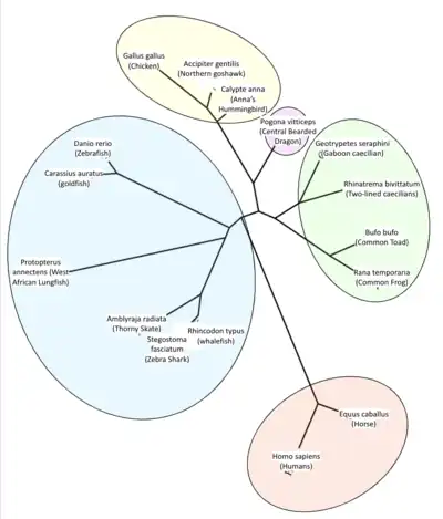 An unrooted phylogenetic tree generated using sequences of TMEM269 orthologs via Clustal Omega Prediction Tool