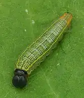 Caterpillar