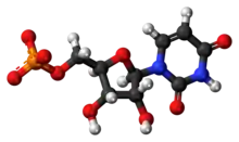 Ball-and-stick model of the UMP molecule as an anion