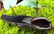 Finger-shaped piece of dark-colored fungus tissue sliced in half bilaterally, revealing a circular hollow at one end, and solid black tissue on the other end.