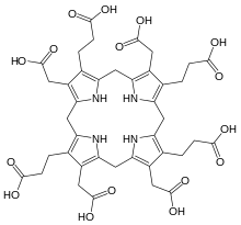 Uroporphyrinogen III, precursor to coproporphyrinogen III.