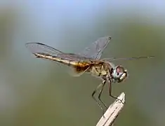 Red basker female. Kasane, Botswana