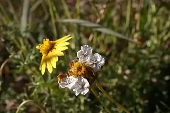 Ursinia nana petal-like pappus