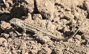 Side-blotched lizard