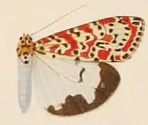 Utetheisa pulchella diluitor