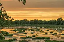 A marshland with waterfowl and patches of aquatic plants in it, and dense vegetation in the background