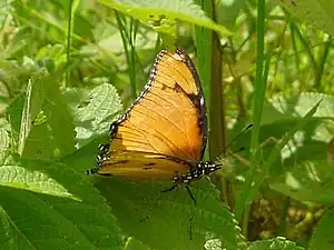 Form inaria (female)