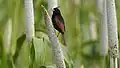 Crested bunting photographed at Saswad-Veer-Lonand Road,, Pune, India on 17 SEP 2022