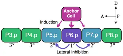 Vulva Precursor Cell Equivalence Group