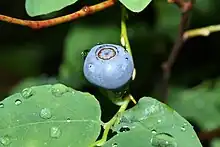 Image 10Oval-leaf blueberry on Mount Pilchuck (from Cascade Range)