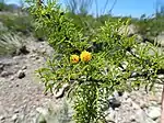 V. vernicosa, or "viscid acacia", in habitat, Far West Texas