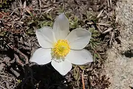 Image 6Grandalla flower, the national symbol (from Andorra)