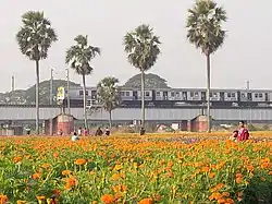 Flower gardening in Panskura