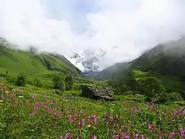 Flowers in a mountain valley