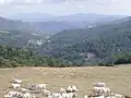 Chianina cattle in Valmarecchia, Italy upland pasture