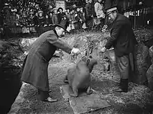 Walrus being fed at Skansen in Stockholm, Sweden, 1908